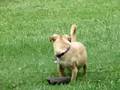 videos de Rocket video3