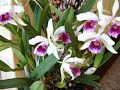 Orchids