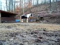 Horse and Gun bombproof Horse and Gun bombproof