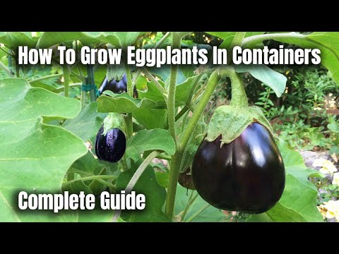 how to grow aubergines