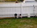 Teach your dog to wait for your command.