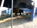 Bar, elephants in the circus (cirkuski slonovi)