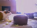 Cavy Jump/Popcorn long version.
