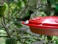 Booted Racket-tail