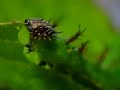 イチモンジチョウ終齢幼虫の食事 Ravenous Spiky