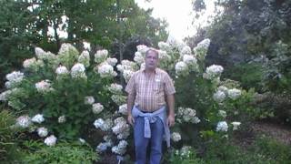 #150 Hydrangea paniculata Pink Diamond