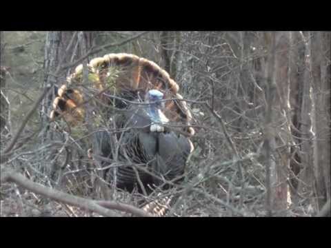 Opening Day Turkey Season 2013 – Mark’s Gobbler