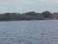 Dolphins at Cedar Key