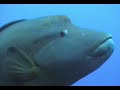 barracuda & napoleon fisch