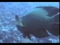 barracuda & napoleon fisch