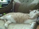 The Cats