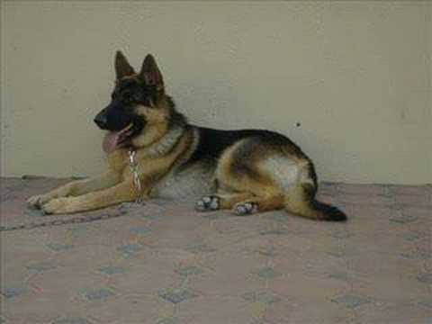 صور