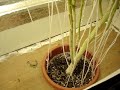 CFL GROW lots O buds