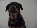 Buddy the dog \"rotti\" sings Bar Bar Black Sheep Buddy the dog \"rotti\" sings Bar Bar Black Sheep