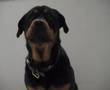 Buddy the dog rotti sings Bar Bar Black Sheep