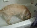 Zoey in the tub with water!