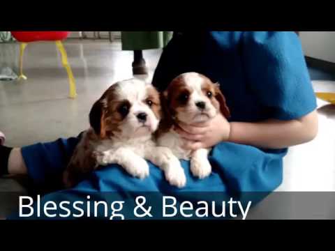 Beauty & Blessing - King Charles Cavalier