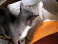 ????? - Destroyed Cat -