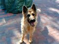 Chica the German Sheperd Dog Chica the German Sheperd Dog