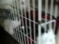 videos de maltese shih su