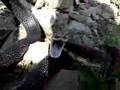 Crabby Black Rat Snake