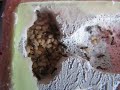Lasius Niger workings taking care of cocons Lasius Niger workings taking care of cocons