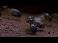 two insect empires collide in this fast-paced, real-life adventure.