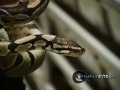 SnakeBytesTV 