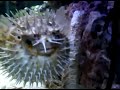 My Porcupine Puffer Puffed