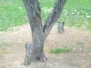 Hoston at the park III