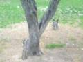Hoston at the park III