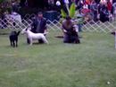bull terrier gana grupo III adulto