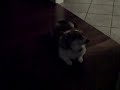 My dog :2