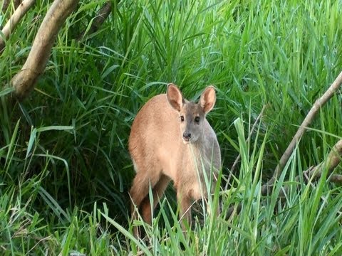 Caçadores de imagens, Veado mateiro, Ozotoceros bezoarticus, Pantanal, Mato Grosso Sul,