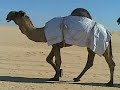 فحل البل ياهل البل / مزعل ملك / ناصر محمد آل طريبيل آل بريد المري ،، شف وتحل