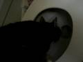 Merlin the Cat Drinks Some Toilet Water