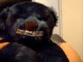 teddy bears video teddy bears video