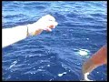 Crazy Russian AJ fishing in shark infested waters in OZ Crazy Russian AJ fishing in shark infested waters in OZ