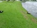 Lake level after Tropical Storm Fay 22 Aug 2008