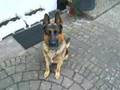 Boris, der Schäferhund
