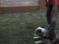 Bulldog Americano video