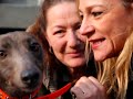 Retired Greyhound in Italy 23Febbrary2008