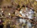 Daurian Redstart (Female)