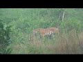 Tiger in Coret NP, India