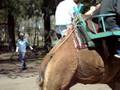videos de batu en camello