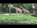 Fort Worth Zoo - Giraffes