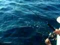 PESCA PARGO CANTAMARES