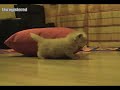 Red Persian Kitten - 1 Month Old - Persian Kitten Empire Red Persian Kitten - 1 Month Old - Persian Kitten Empire