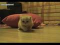 Red Persian Kitten - 1 Month Old - Persian Kitten Empire