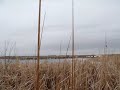 goose hunting #1